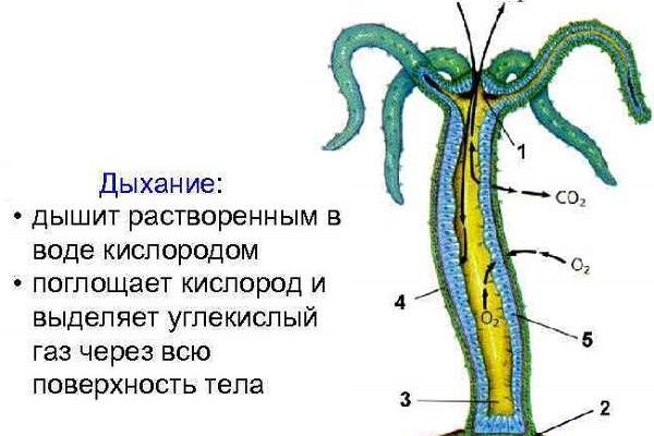 Кракен настоящее зеркало