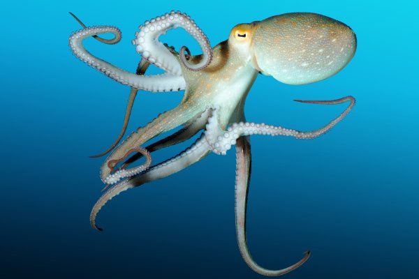 Kraken даркнет что это